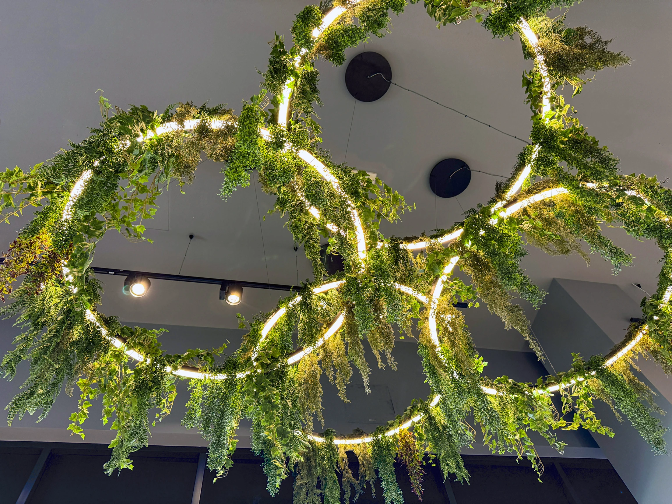 firesilx olive tree